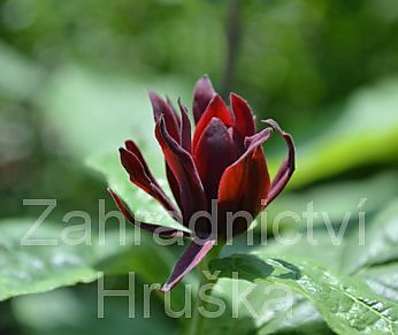 sazaník - Calycanthus floridus