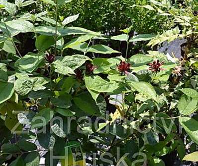 sazaník - Calycanthus floridus