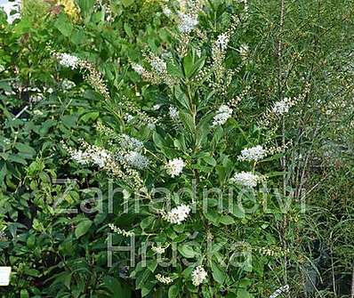 jochovec - Clethra alnifolia 'Pink Spire'