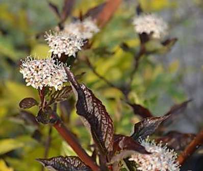 svída - Cornus alba 'Kesselringii'