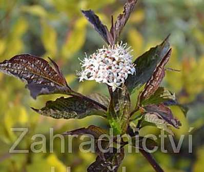 svída - Cornus alba 'Kesselringii'