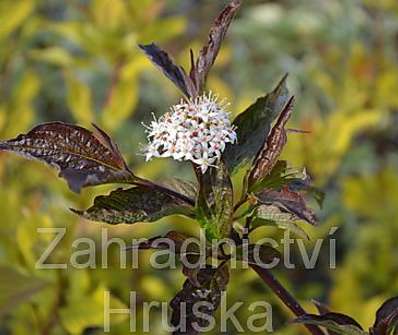 svída - Cornus alba 'Kesselringii'