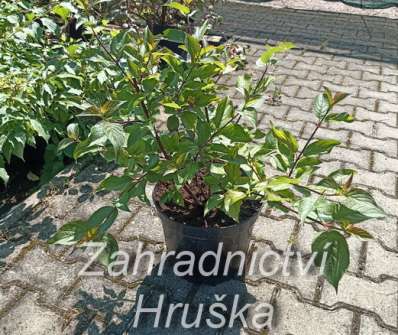 svída - Cornus alba 'Kesselringii'