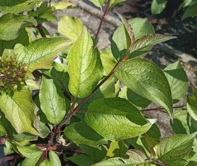 svída - Cornus alba 'Kesselringii'