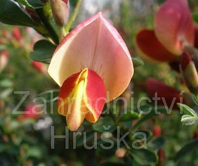 čilimník - Cytisus scoparius 'Goldfinch'