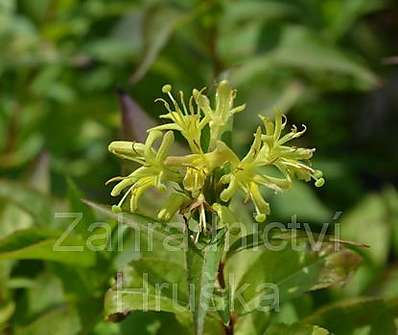 zanice - Diervilla sessilifolia 'Butterfly'