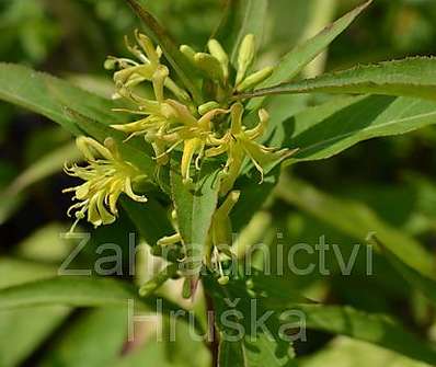 zanice - Diervilla sessilifolia 'Butterfly'