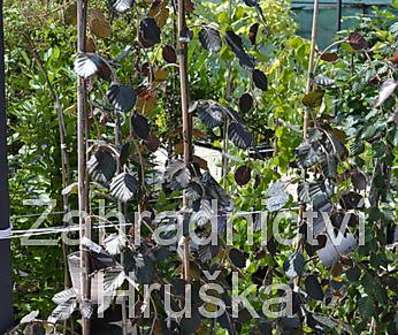 buk - Fagus sylvatica 'Purple Fountain'