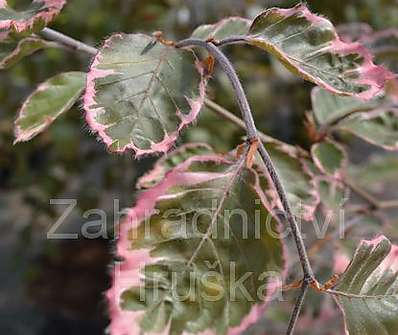 buk - Fagus sylvatica 'Tricolor'