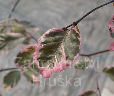 buk - Fagus sylvatica 'Tricolor'