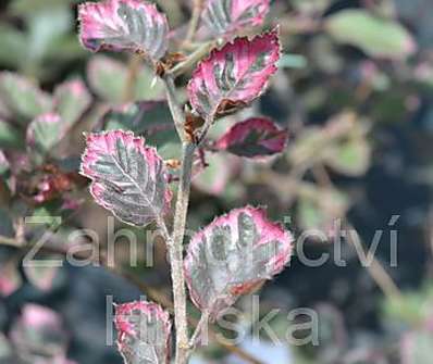 buk - Fagus sylvatica 'Tricolor'