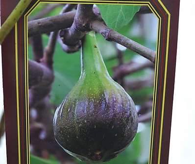 fíkovník - Ficus carica 'Brown Turkey'