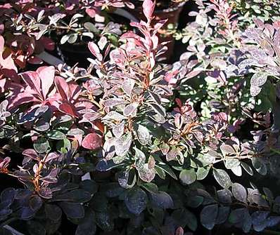 dříšťál - Berberis thunbergii 'Atropurpurea Nana'