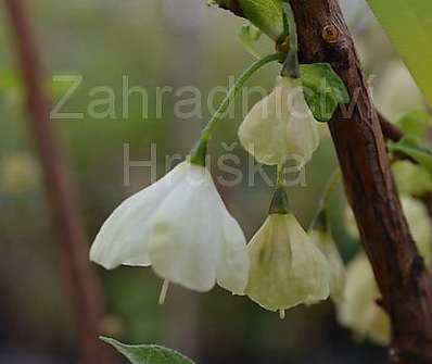 halézie - Halesia carolina