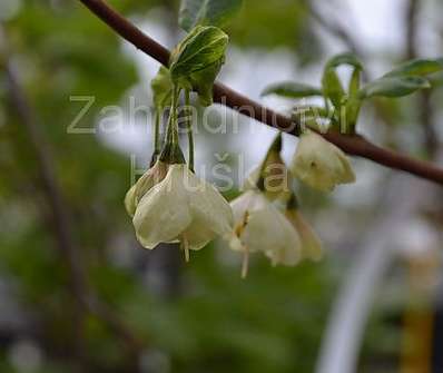 halézie - Halesia carolina