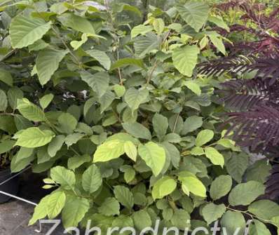 halézie - Halesia carolina
