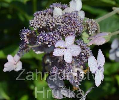 hortenzie - Hydrangea villosa