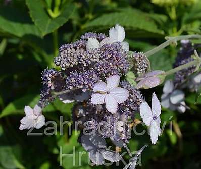 hortenzie - Hydrangea villosa