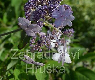 hortenzie - Hydrangea villosa