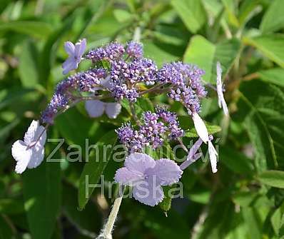 hortenzie - Hydrangea villosa