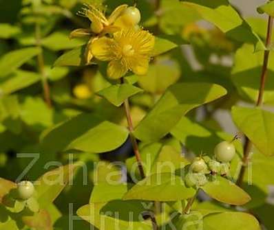 třezalka - Hypericum inodorum 'Magical White'
