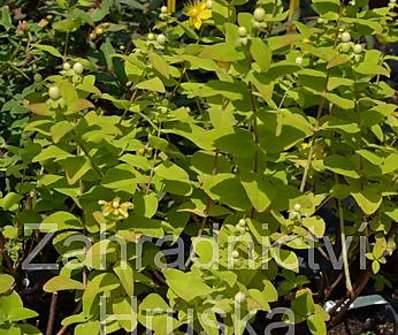 třezalka - Hypericum inodorum 'Magical White'