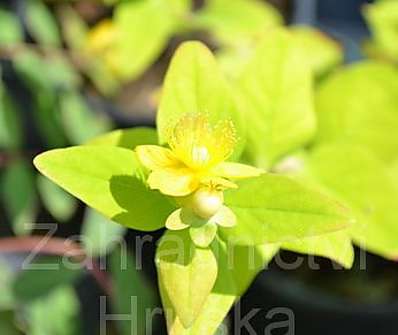 třezalka - Hypericum inodorum 'Magical White'