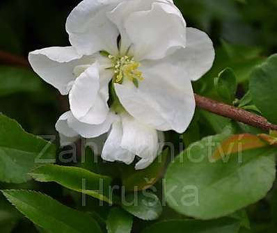 kdoulovec - Chaenomeles superba 'Jet Trail'