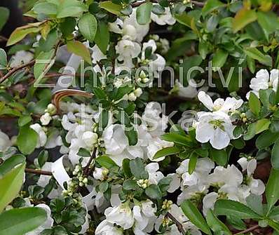 kdoulovec - Chaenomeles superba 'Jet Trail'