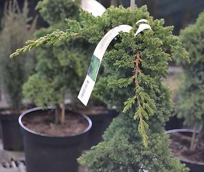 jalovec - Juniperus procumbens 'Nana´KM