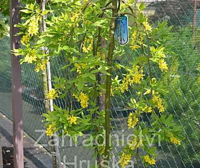 štědřenec - Laburnum alpinum 'Pendulum'