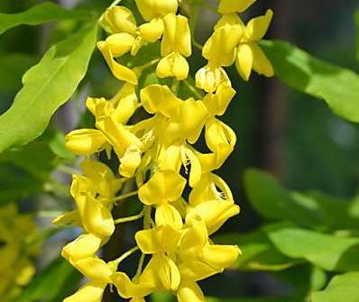 štědřenec - Laburnum alpinum 'Pendulum'