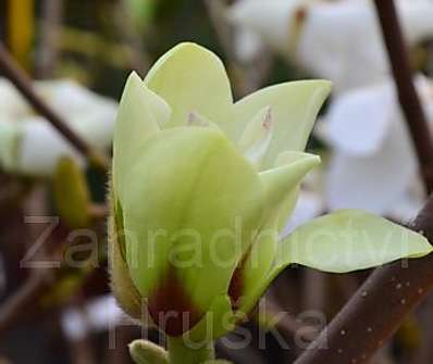 šácholan - Magnolia 'Sunrise'