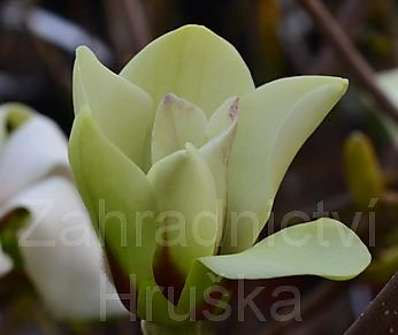 šácholan - Magnolia 'Sunrise'