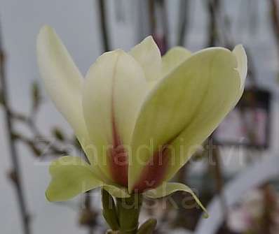 šácholan - Magnolia 'Sunrise'