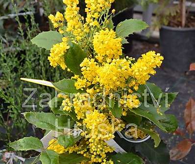 mahonie - Mahonia aquifolium 'Apollo'