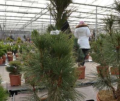 Borovice - Pinus nigra 'Fastigiata'