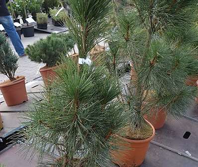 Borovice - Pinus nigra 'Fastigiata'