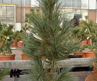 Borovice - Pinus peuce 'Glauca Compacta'