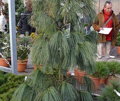 Borovice - Pinus schwerinii