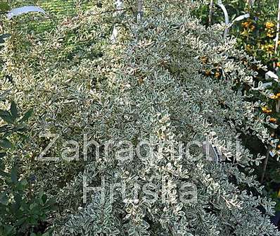 hlohyně - Pyracantha 'Sparkler'