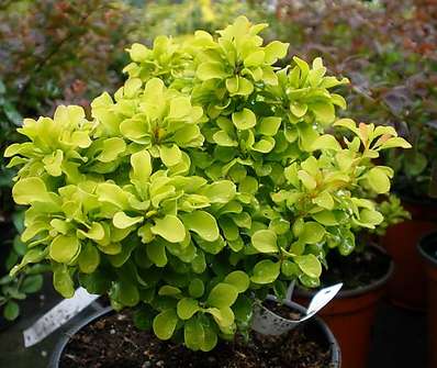 dřišťál - Berberis thunbergii 'Golden Nugget'