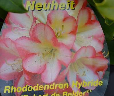 Rhododendron 'Robert de Belder'
