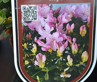 Rhododendron impeditum 'Snipe'