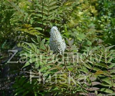 tavolníkovec - Sorbaria sorbifolia 'SEM'