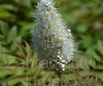 tavolníkovec - Sorbaria sorbifolia 'SEM'