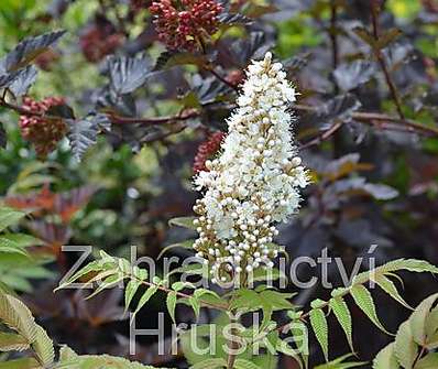 tavolníkovec - Sorbaria sorbifolia 'SEM'