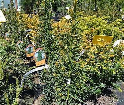 tis - Taxus baccata 'Fastigiata Robusta'