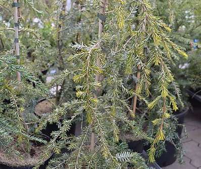 jedlovec - Tsuga canadensis 'Pendula'