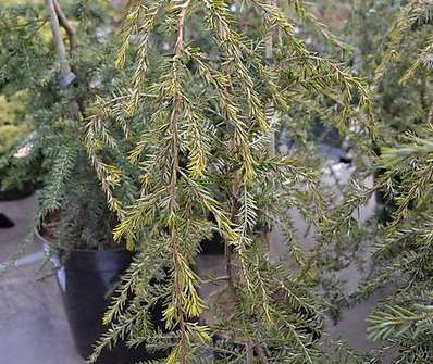 jedlovec - Tsuga canadensis 'Pendula'